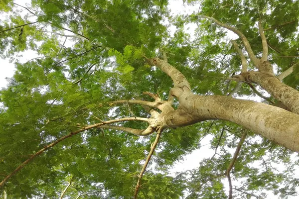 Drzew leśnych. drewno natura zielony światło słoneczne — Zdjęcie stockowe