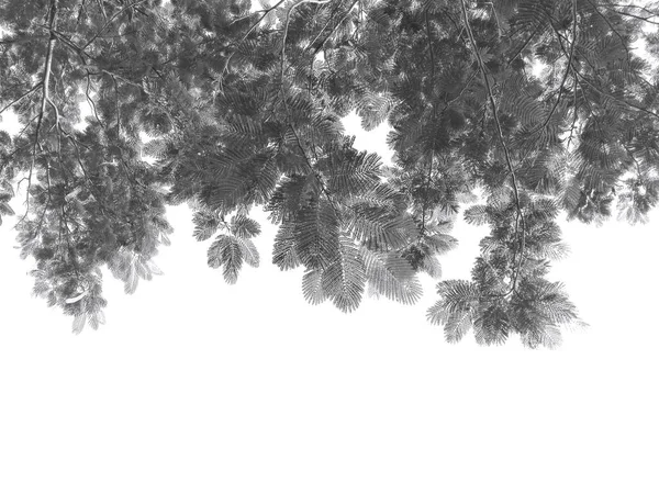 Gradiente de ramos negros no branco — Fotografia de Stock