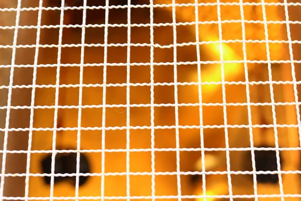 Textura da gaiola líquida no fundo amarelo — Fotografia de Stock