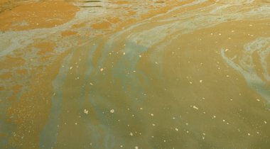 Bataklık doku gölet üzerinde