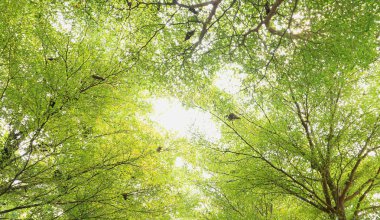 arka plan beyaz yaprak ve ağaç