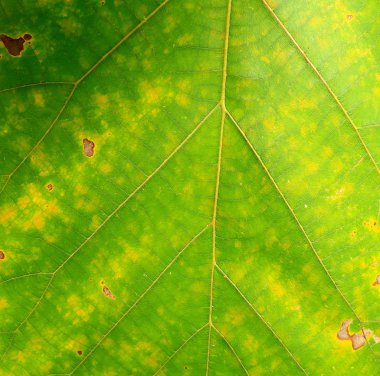 Arkaplan için soyut yeşil yaprak dokusu