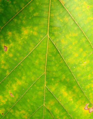 Arkaplan için soyut yeşil yaprak dokusu