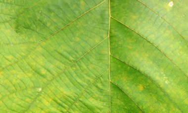 Arkaplan için soyut yeşil yaprak dokusu