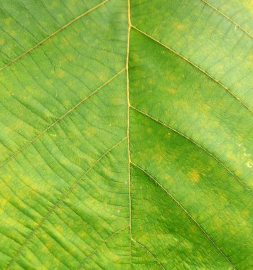 Arkaplan için soyut yeşil yaprak dokusu