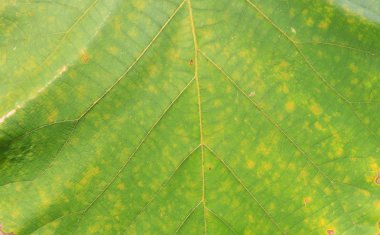 Arkaplan için soyut yeşil yaprak dokusu