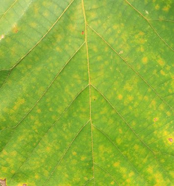 Arkaplan için soyut yeşil yaprak dokusu