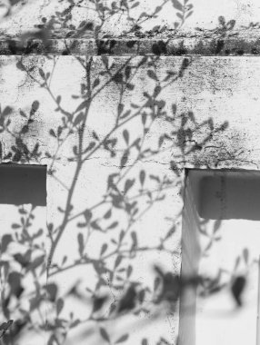 Beyaz duvardaki yaprakların gölgesi