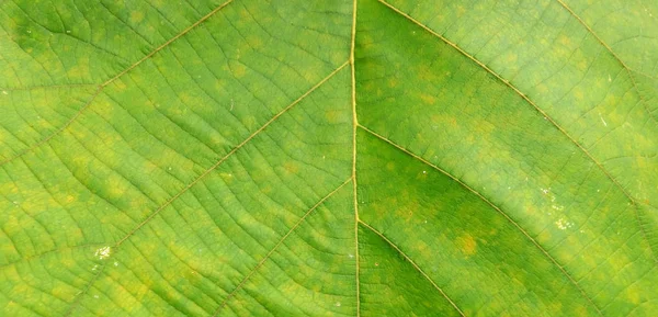 Абстрактная текстура зеленого листа для фона — стоковое фото