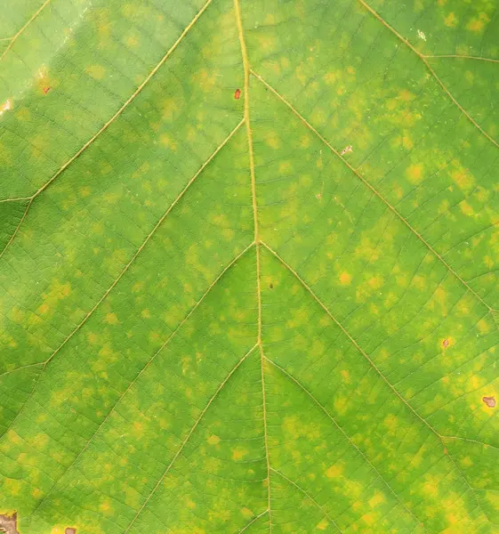 Arkaplan için soyut yeşil yaprak dokusu — Stok fotoğraf