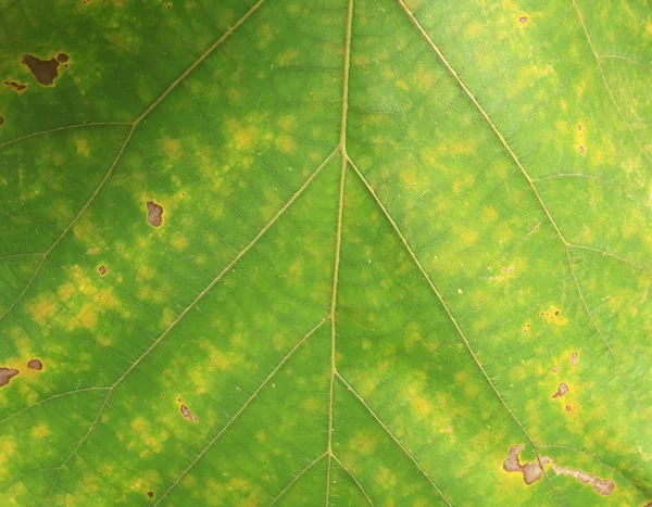 Arkaplan için soyut yeşil yaprak dokusu