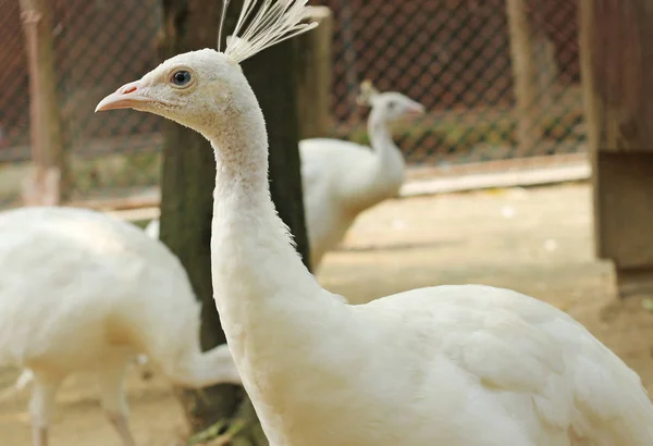 White Peacock in farm — Stock Photo, Image
