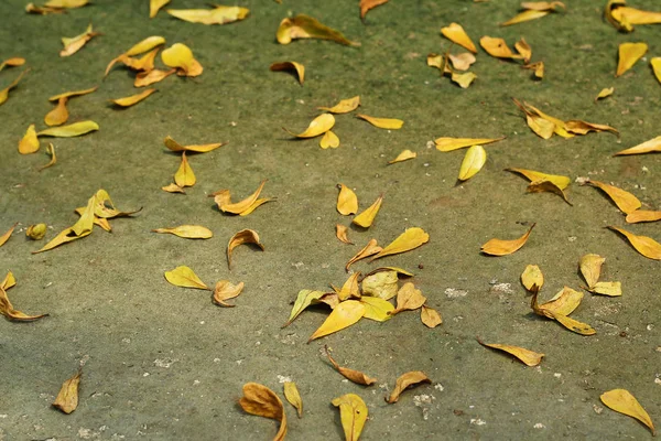 Podzimní pozadí pádu listy — Stock fotografie
