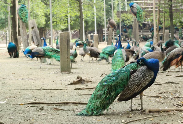 インド孔雀の種 — ストック写真