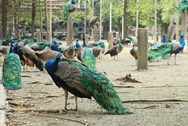 Indian peacock species — Stock Photo, Image