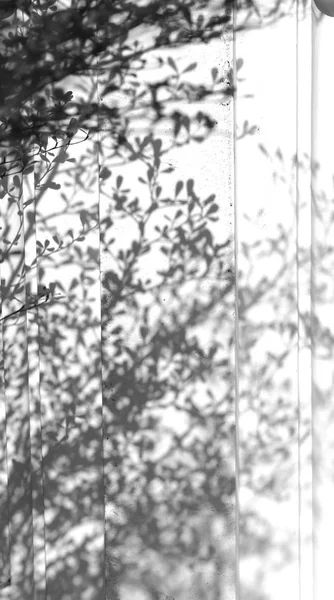 Beyaz duvardaki yaprakların gölgesi