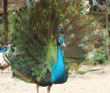 güzel tavuskuşu tüylü