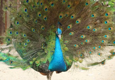 güzel tavuskuşu tüylü