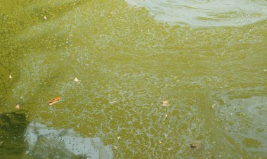 Bataklık doku gölet