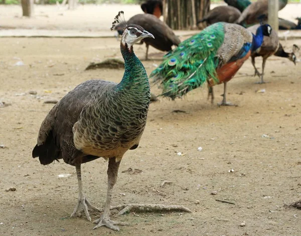 Especies de pavo real de la India en granja —  Fotos de Stock