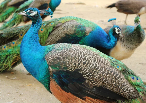 Espécies de pavão-indiano na exploração — Fotografia de Stock