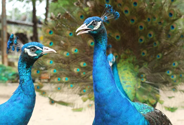 Espécies de pavão-indiano na exploração — Fotografia de Stock