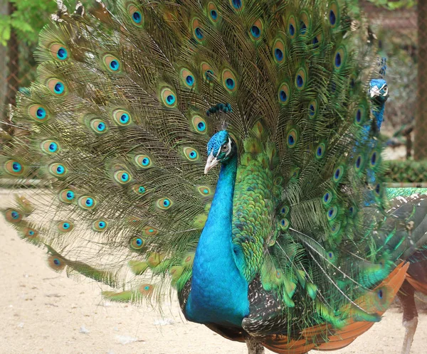 Beautiful peacock with feathers out — Stock Photo, Image