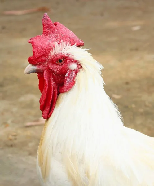 Frango branco na fazenda — Fotografia de Stock