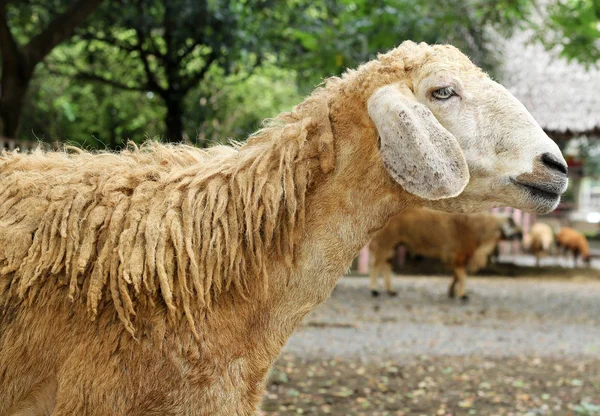 Sheep in the farm — Stock Photo, Image