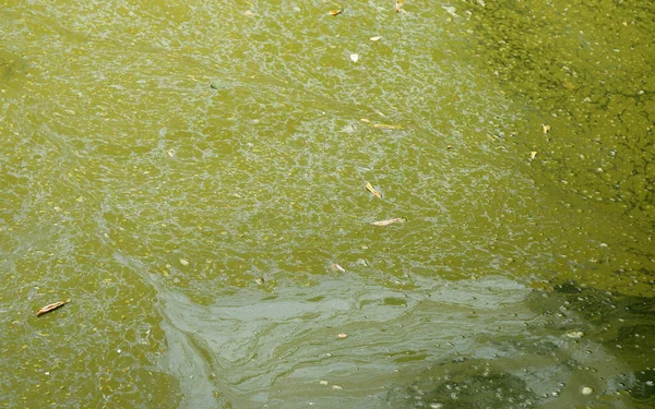 Textura do pântano na lagoa — Fotografia de Stock