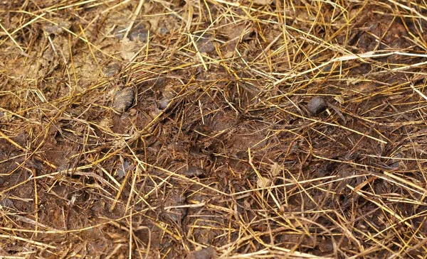 Deer feces in farm — Stockfoto