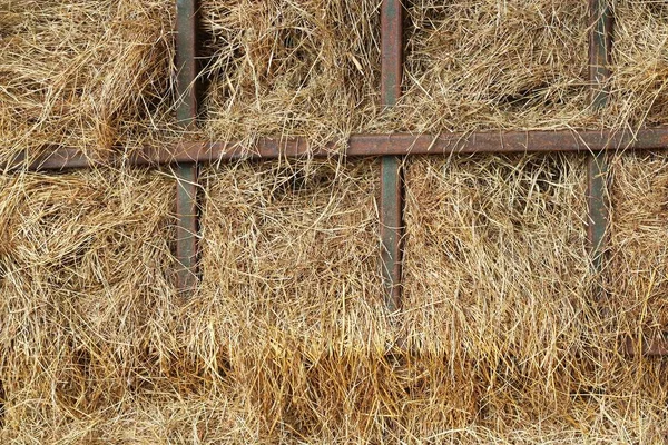 Torra gula hö i gård — Stockfoto