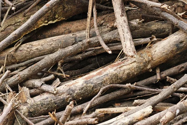 Кучи состава ветвей деревьев — стоковое фото