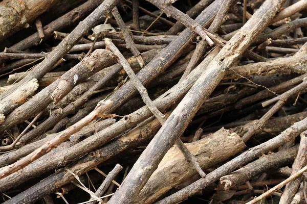 Piles of tree branches composition — Stock Photo, Image