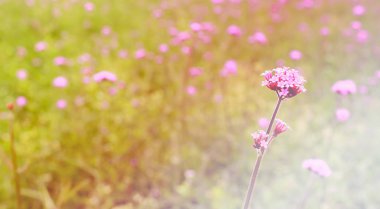 Günbatımı, vintage tarzı ile görüntü güzel mor kır çiçeği
