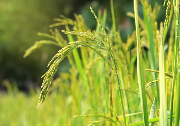 Рис в урожайном поле — стоковое фото