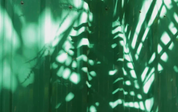 Pared verde con sombra de hojas —  Fotos de Stock