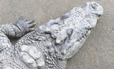 Tayland 'daki Timsah Çiftliğinde Dinlenen Timsahlar