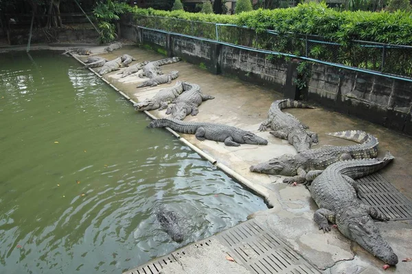 Krokodilok pihenő krokodil Farm — Stock Fotó