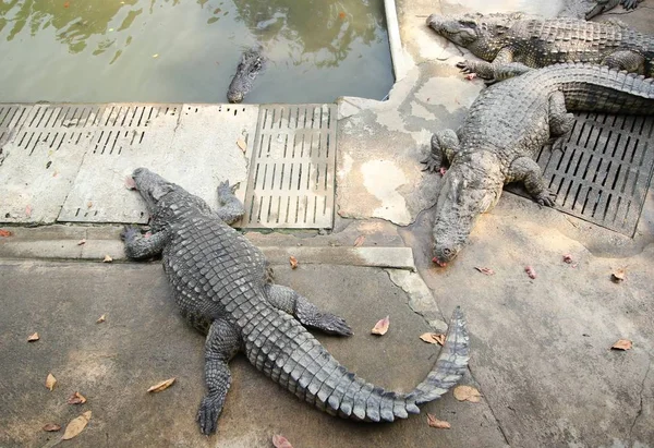Krokodýli, odpočívá na krokodýlí farmě — Stock fotografie