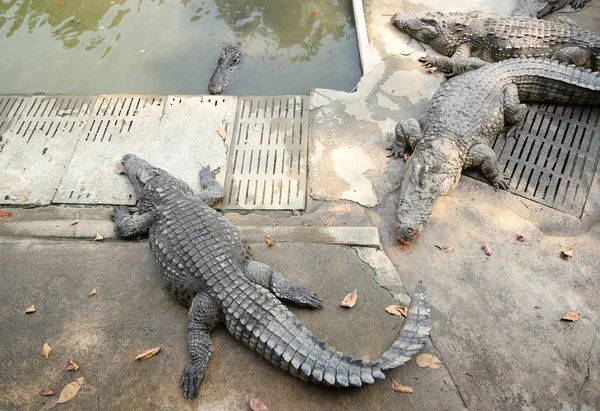 Crocodilos descansando na fazenda de crocodilos — Fotografia de Stock