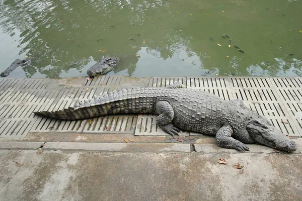 Крокодилы отдыхают на крокодиловой ферме — стоковое фото