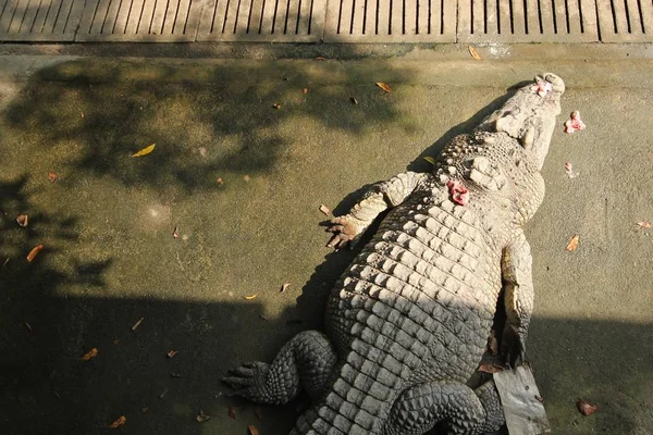 Крокодили відпочиває на крокодилової ферма — стокове фото