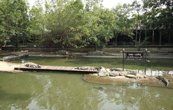 Crocodiles Resting at Crocodile Farm — Stock Photo, Image