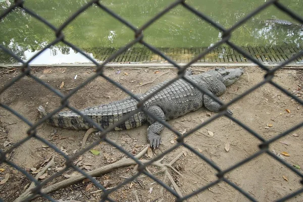 Krokodiler Vila på Crocodile Farm i Thailand — Stockfoto