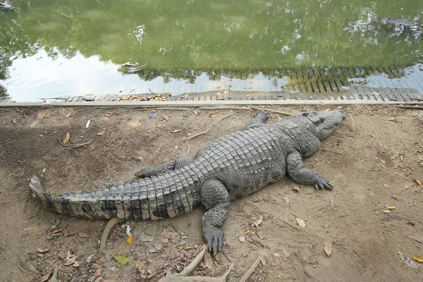 Krokodiler Vila på Crocodile Farm i Thailand — Stockfoto