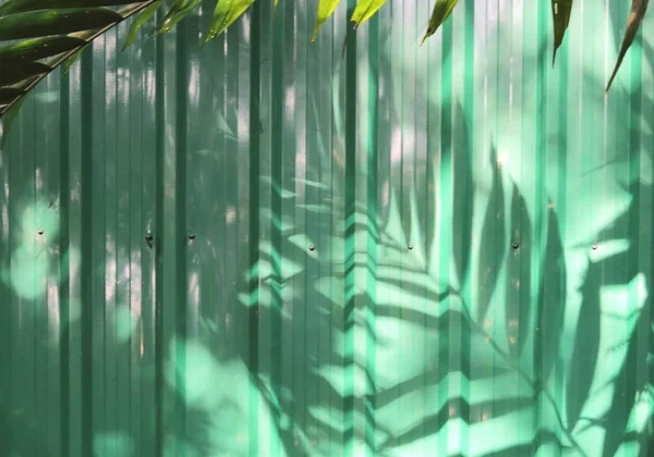 나뭇잎의 그림자와 함께 녹색 벽 — 스톡 사진