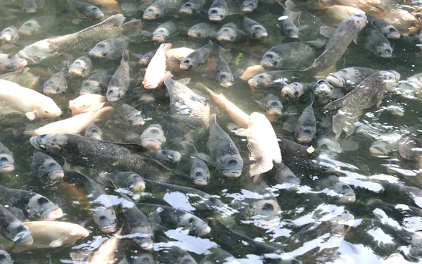 Gourami gigante, muchos en el estanque —  Fotos de Stock