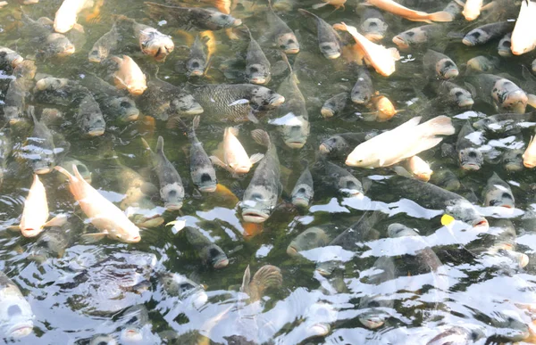 연못에 많은 거 대 한 gourami — 스톡 사진