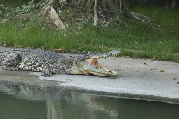 Fazenda de crocodilo na Tailândia — Fotografia de Stock